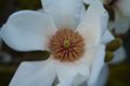 Magnolia soulangeana Amabilis Magnolia pośrednia